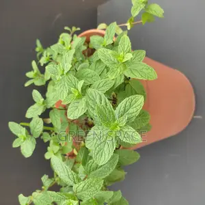 Potted Mint Plant