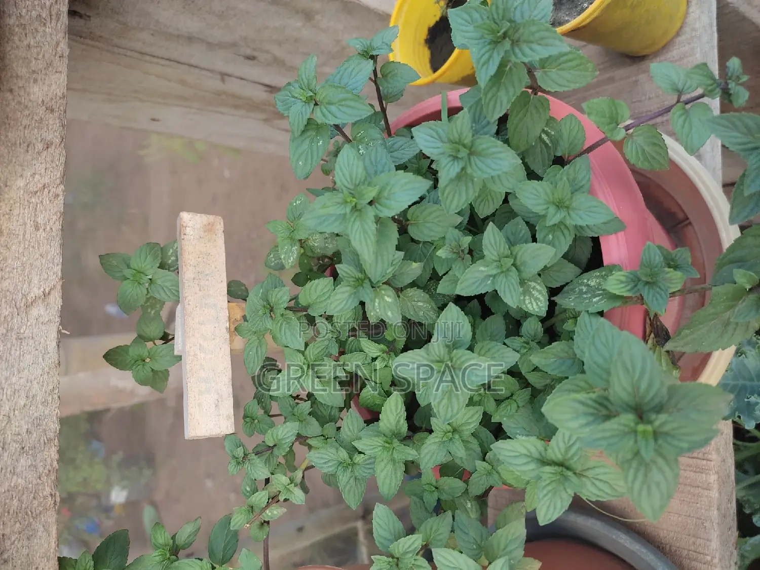 Potted Mint Plant