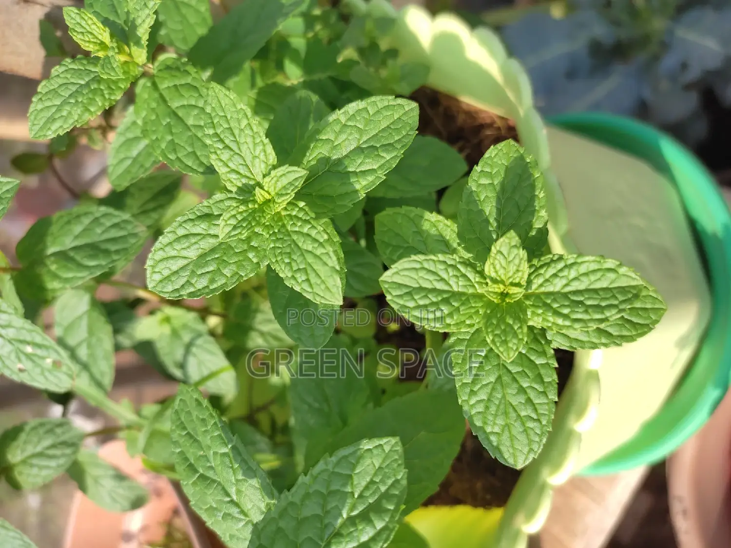 Potted Mint Plant