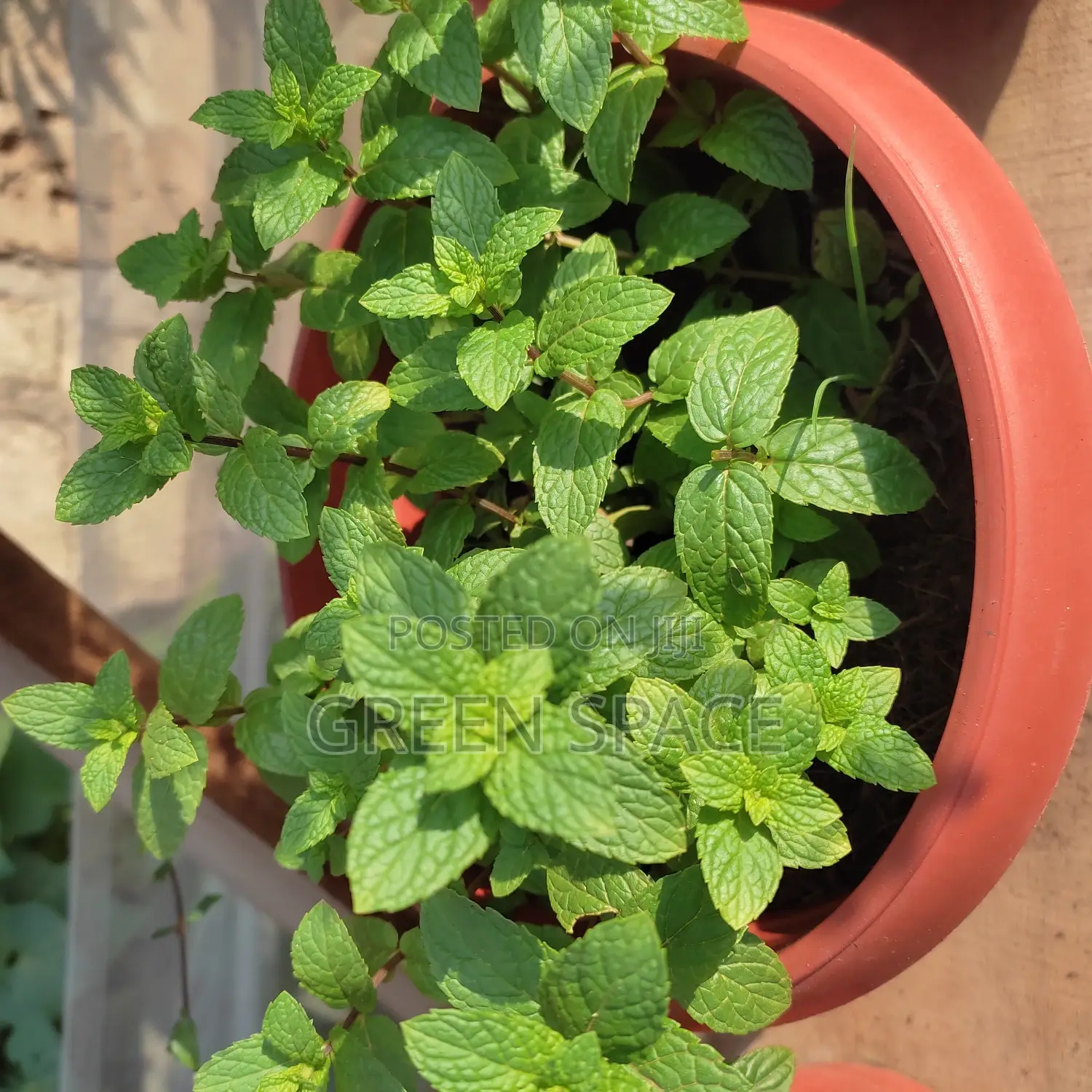 Potted Mint Plant