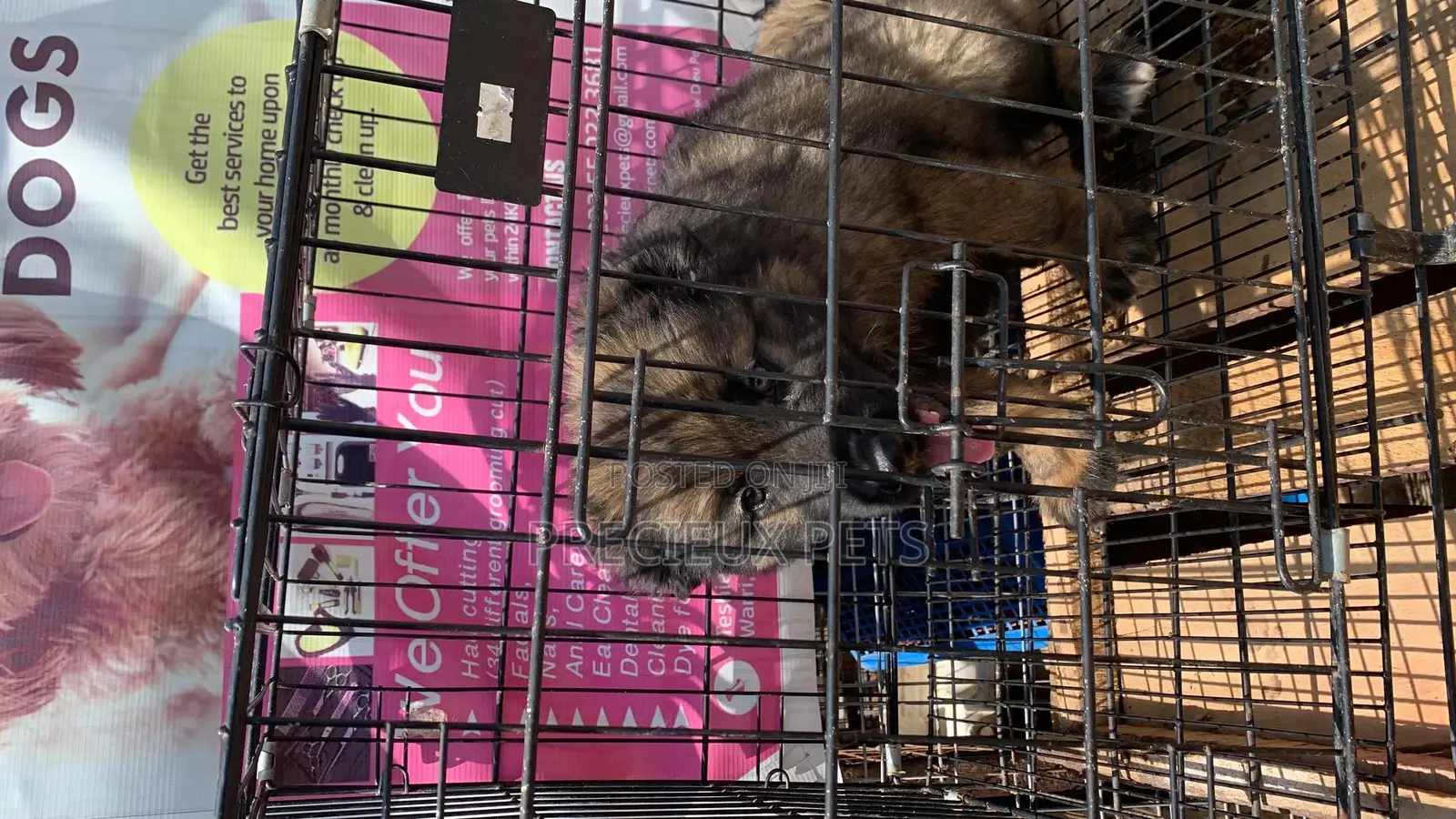 1-3 Months Male Purebred Caucasian Shepherd