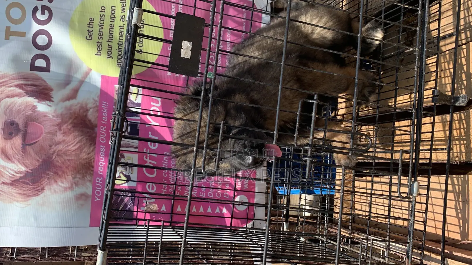 1-3 Months Male Purebred Caucasian Shepherd