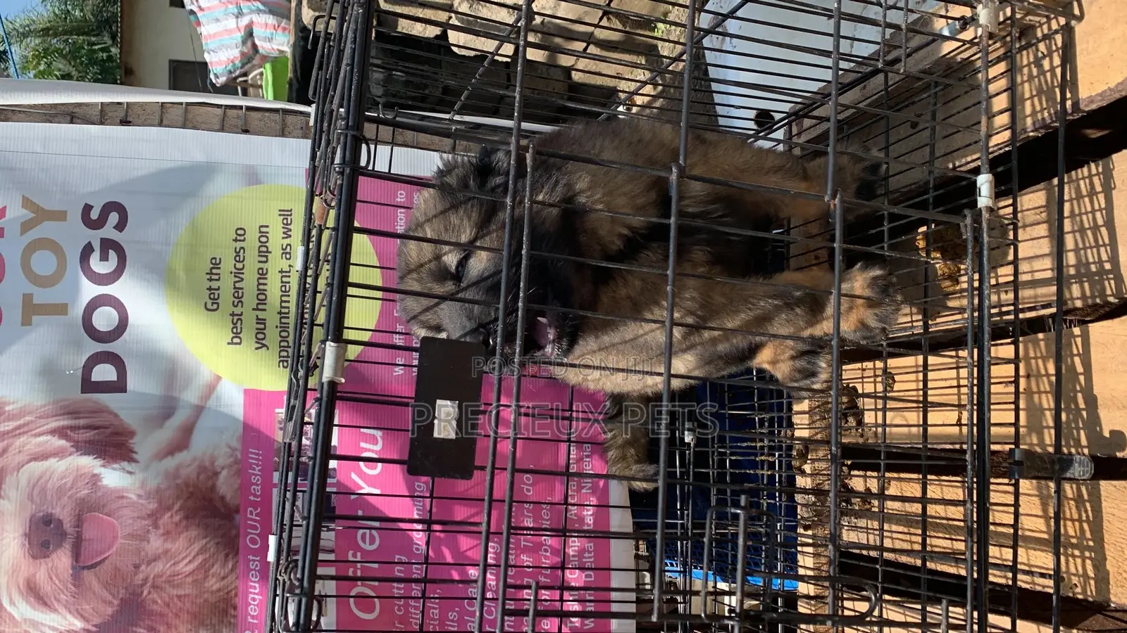 1-3 Months Male Purebred Caucasian Shepherd