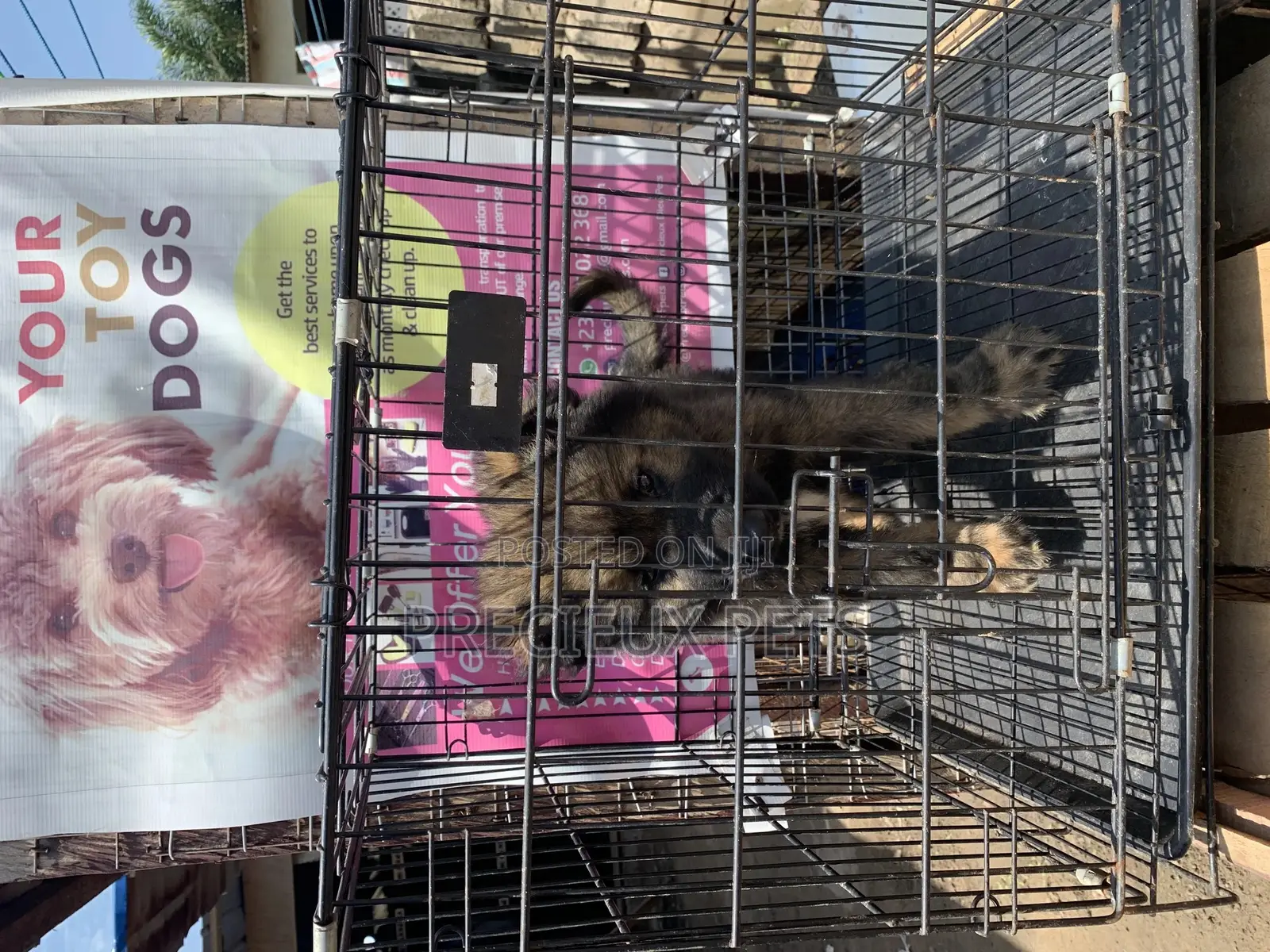 1-3 Months Male Purebred Caucasian Shepherd