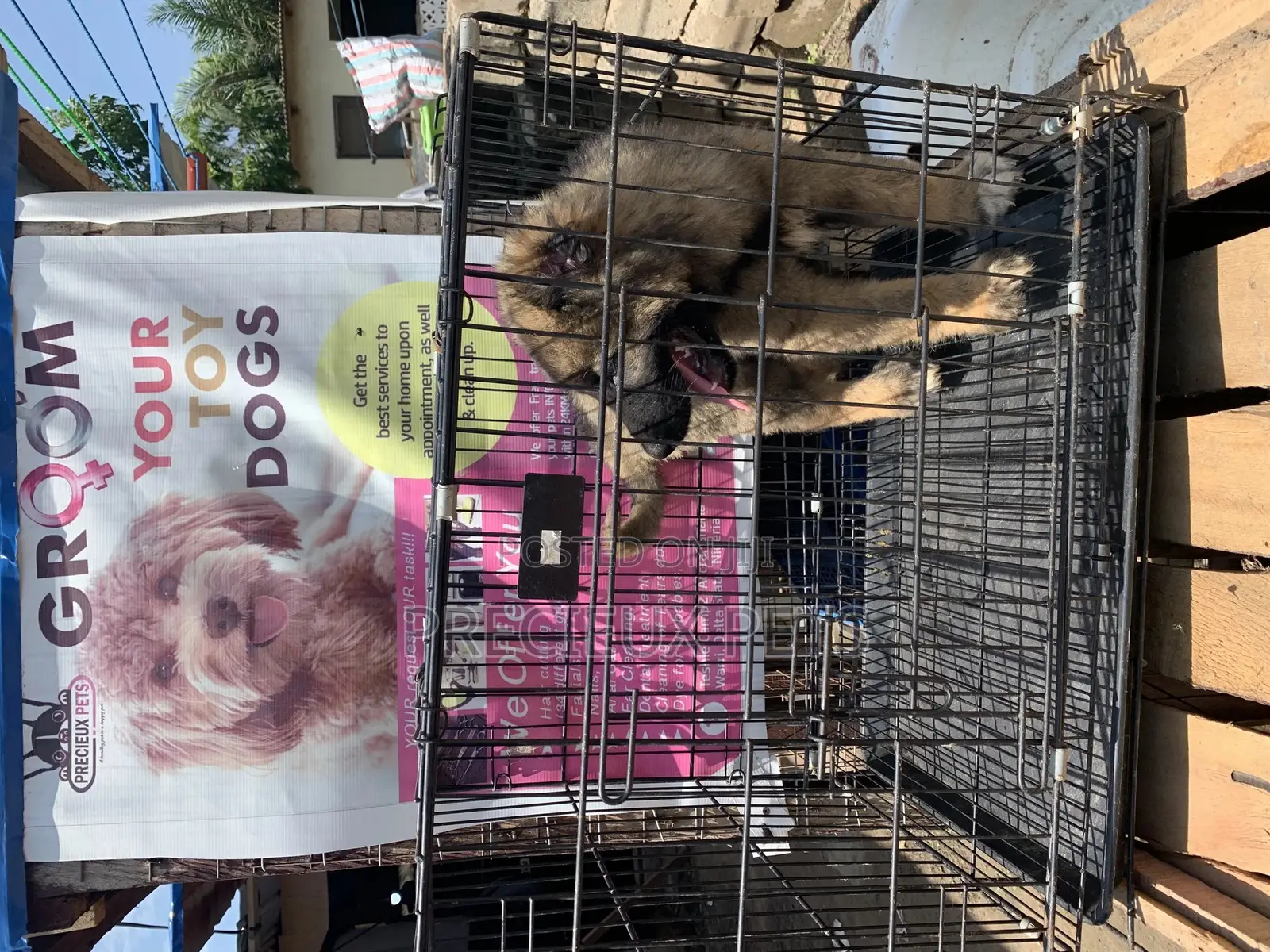 1-3 Months Male Purebred Caucasian Shepherd