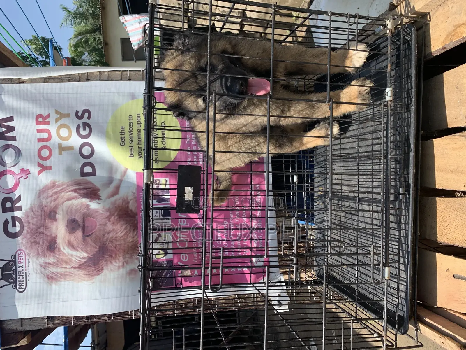 1-3 Months Male Purebred Caucasian Shepherd