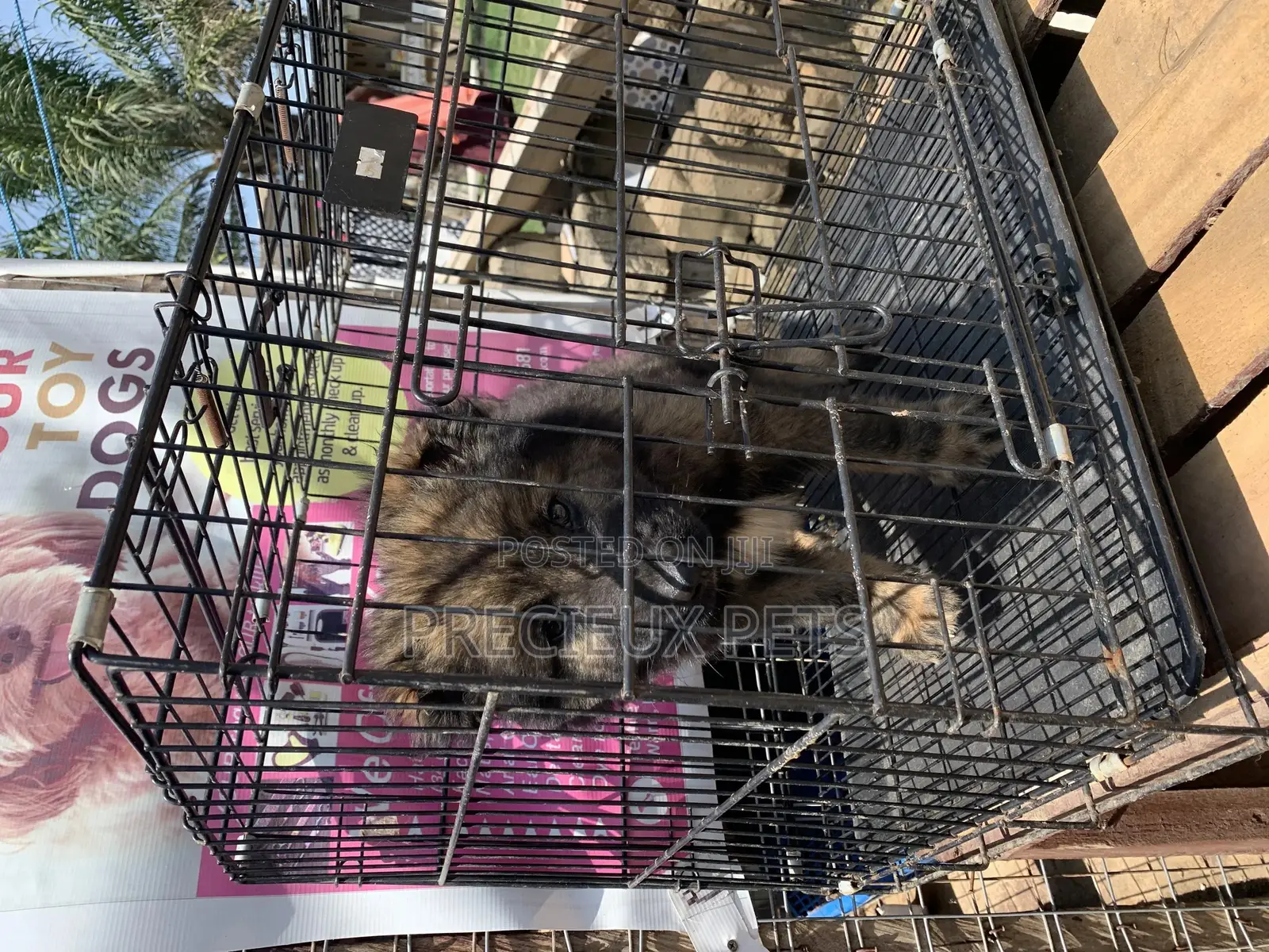 1-3 Months Male Purebred Caucasian Shepherd