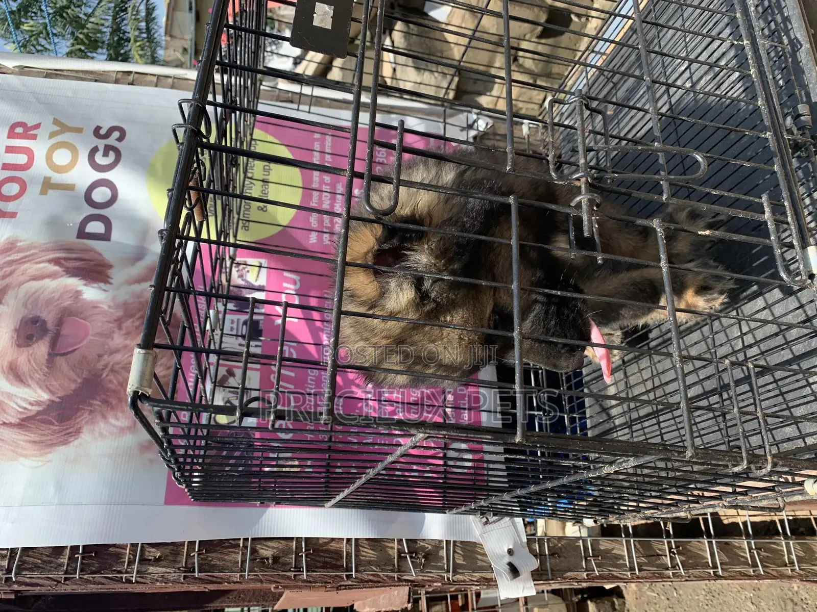 1-3 Months Male Purebred Caucasian Shepherd