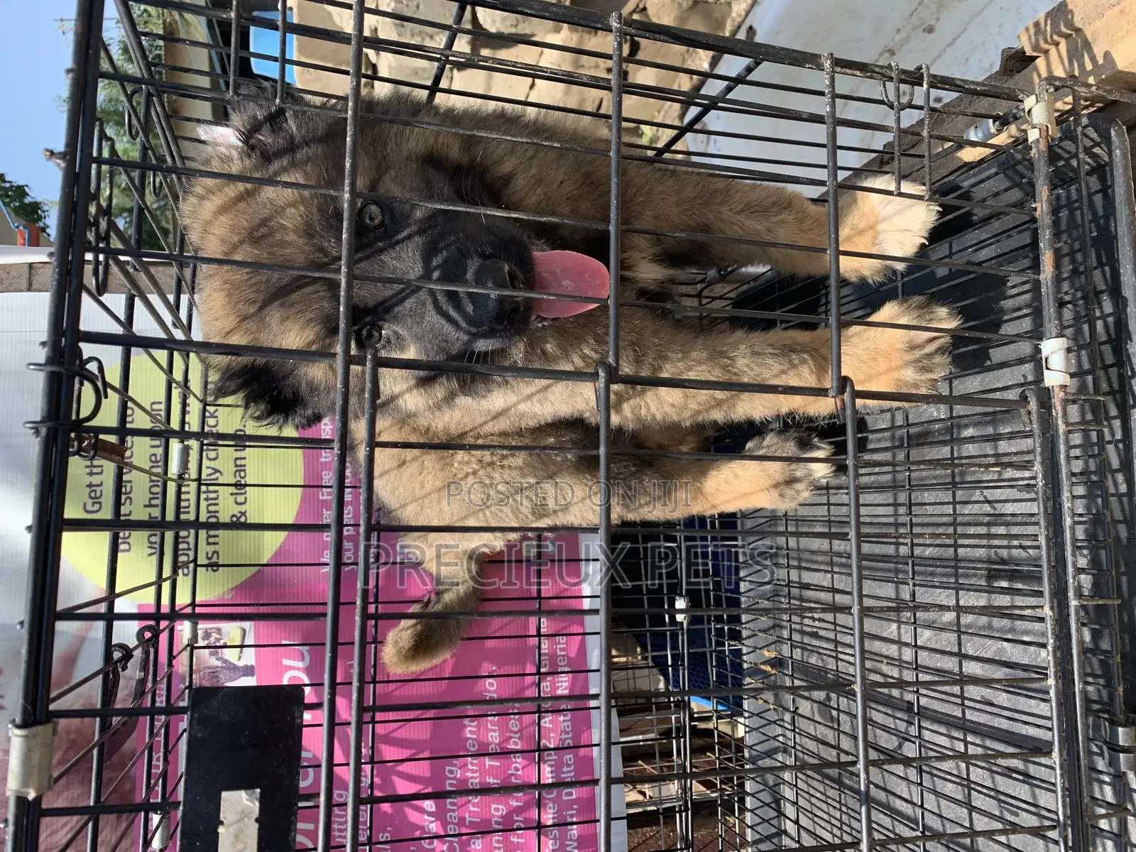 1-3 Months Male Purebred Caucasian Shepherd