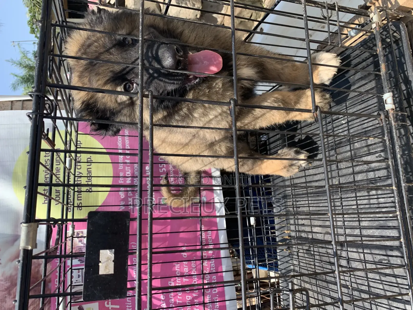 1-3 Months Male Purebred Caucasian Shepherd