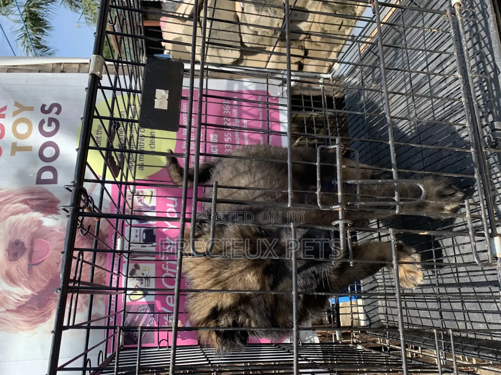 1-3 Months Male Purebred Caucasian Shepherd