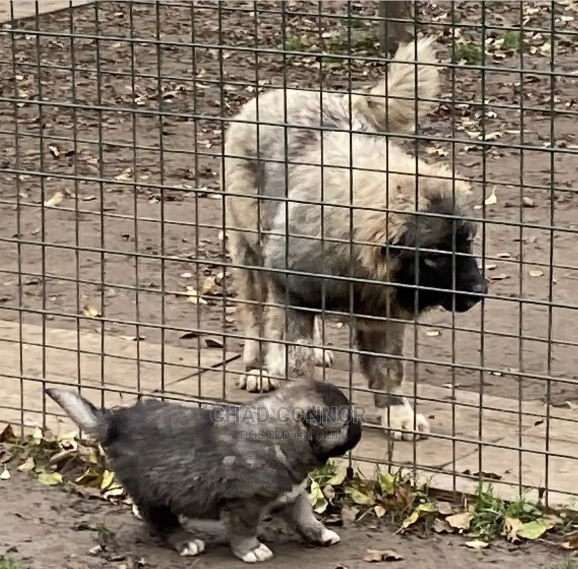 1-3 months Male Purebred Caucasian Shepherd