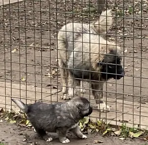 1-3 months Male Purebred Caucasian Shepherd