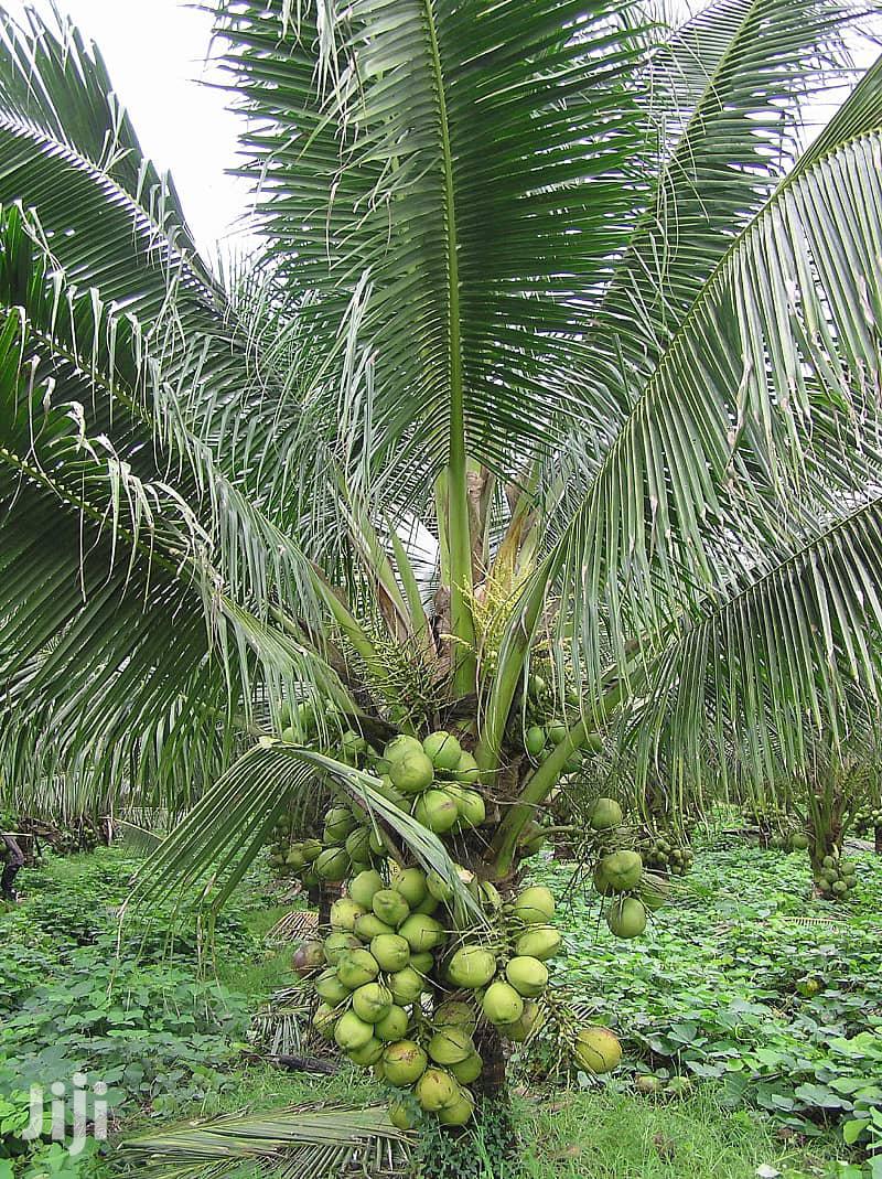 Malaysian Dwarf Coconut and Hybrid Seedlings for Sale