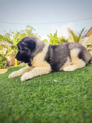 0-1 month Male Purebred Caucasian Shepherd