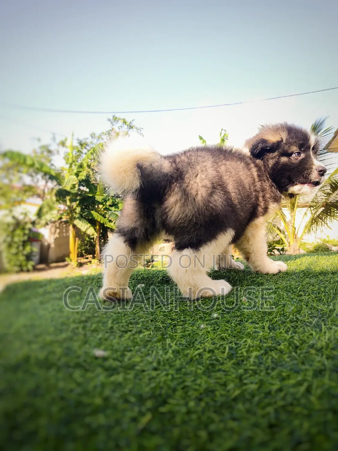 0-1 month Male Purebred Caucasian Shepherd