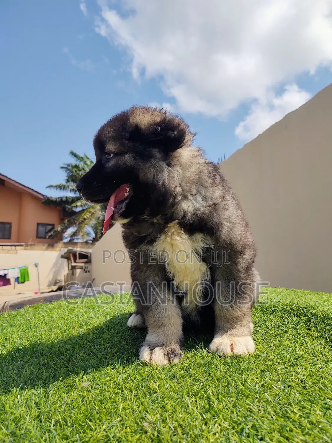 0-1 month Male Purebred Caucasian Shepherd