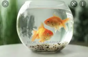 Mini Fish Bowl With Fish