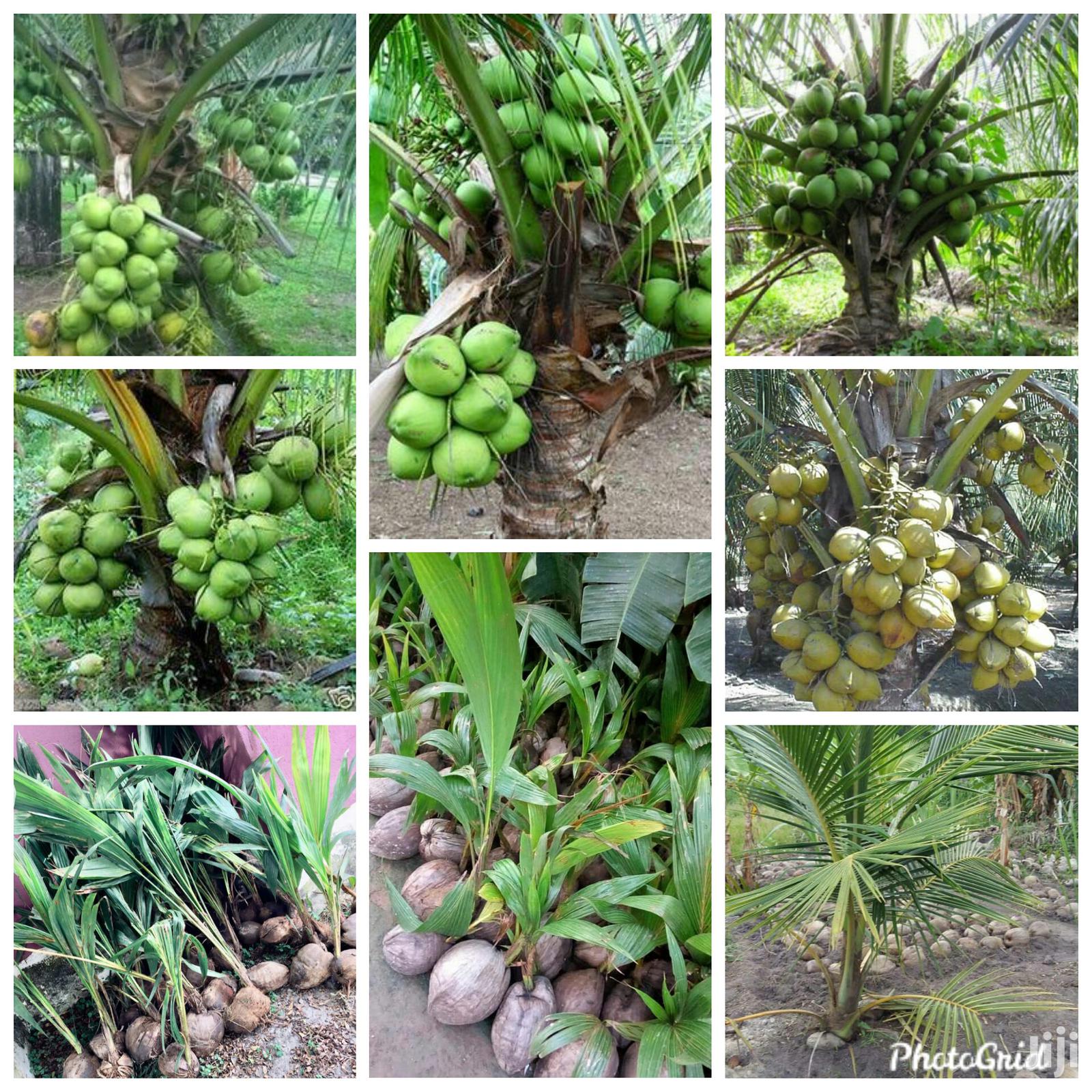 Malaysian Dwarf Coconut and Hybrid Seedlings for Sale