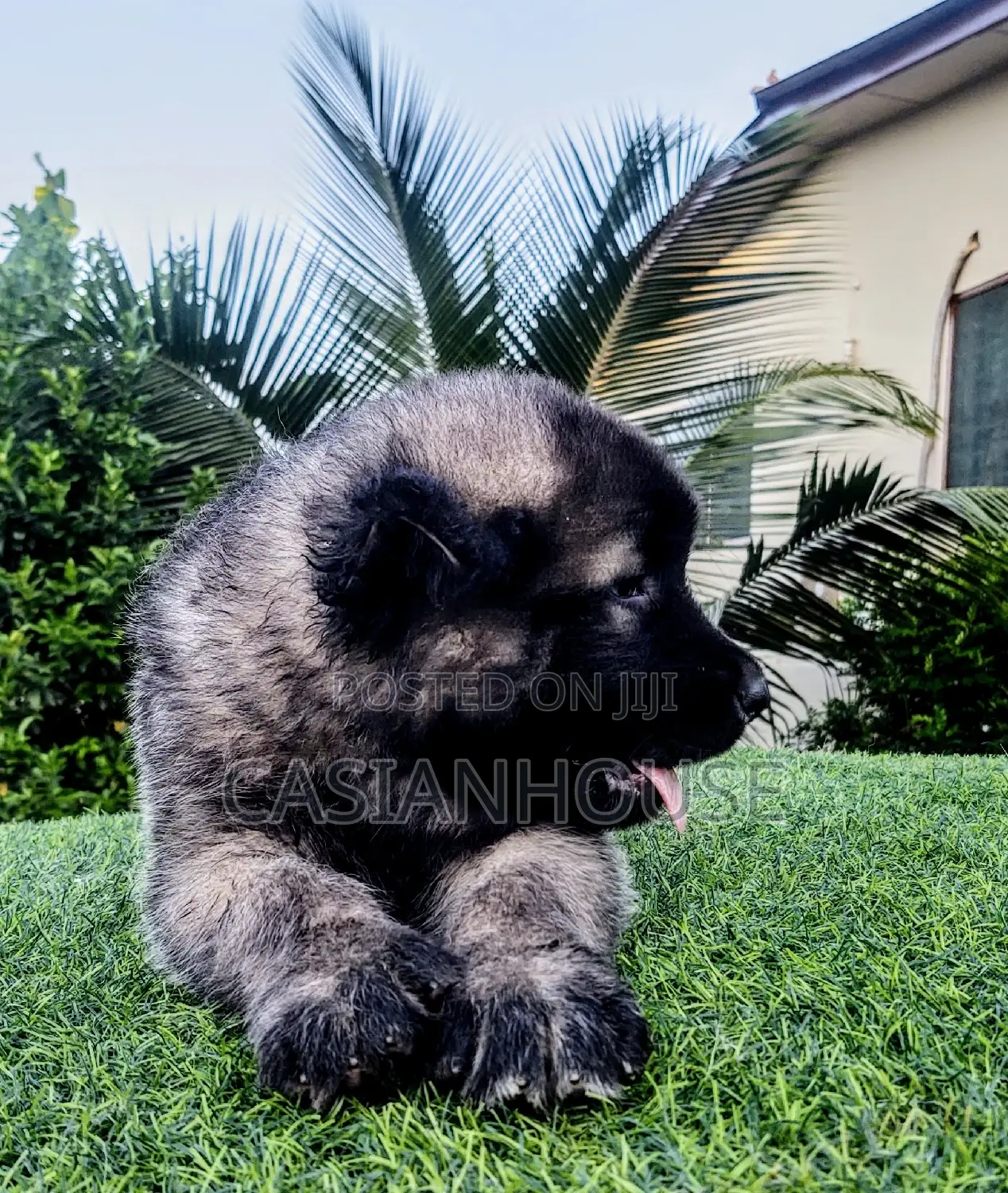 0-1 month Male Purebred Caucasian Shepherd