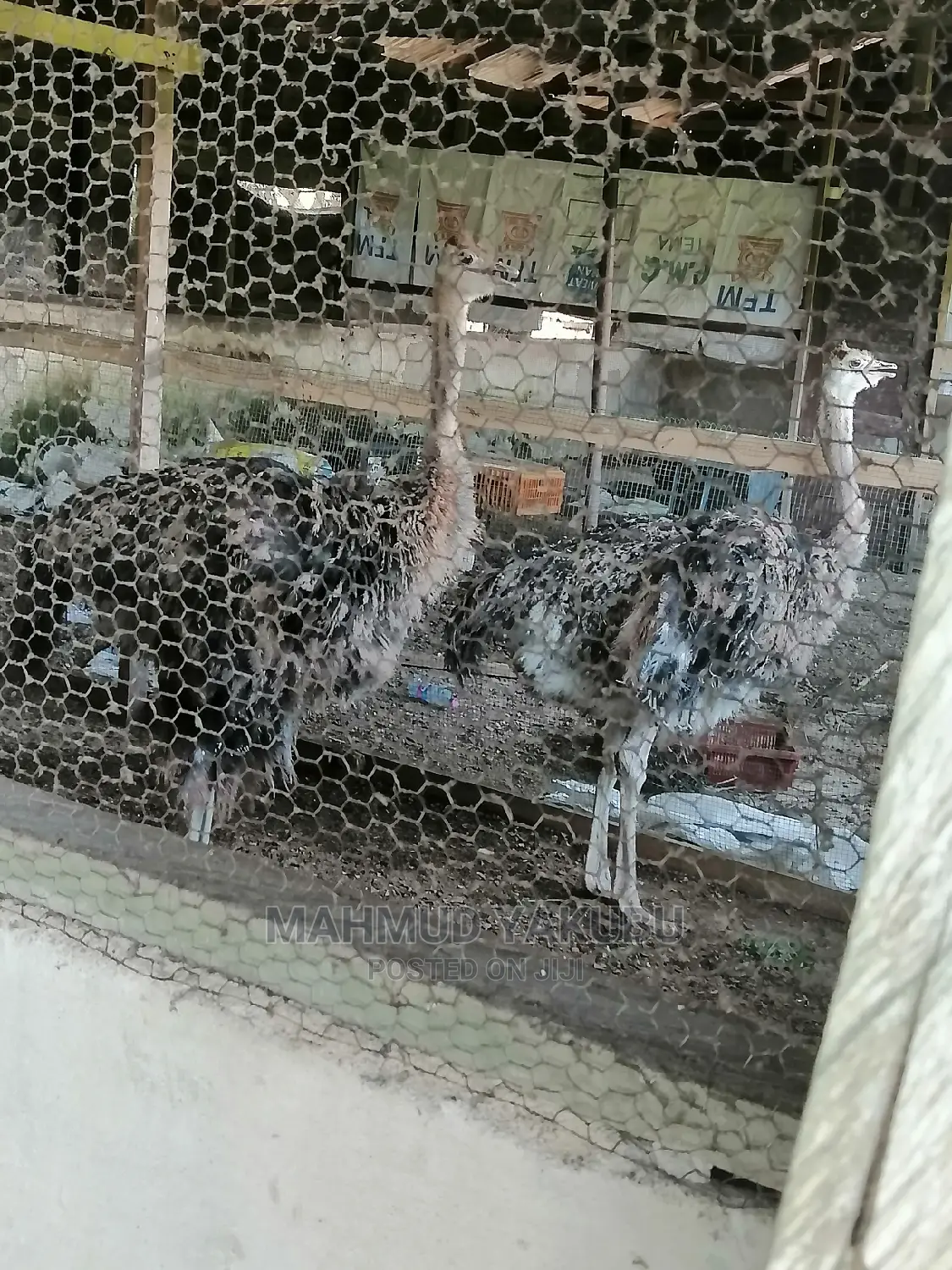 Dayold Imported Ostrichs for Sale