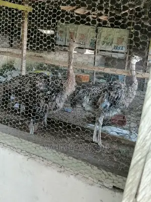 Dayold Imported Ostrichs for Sale