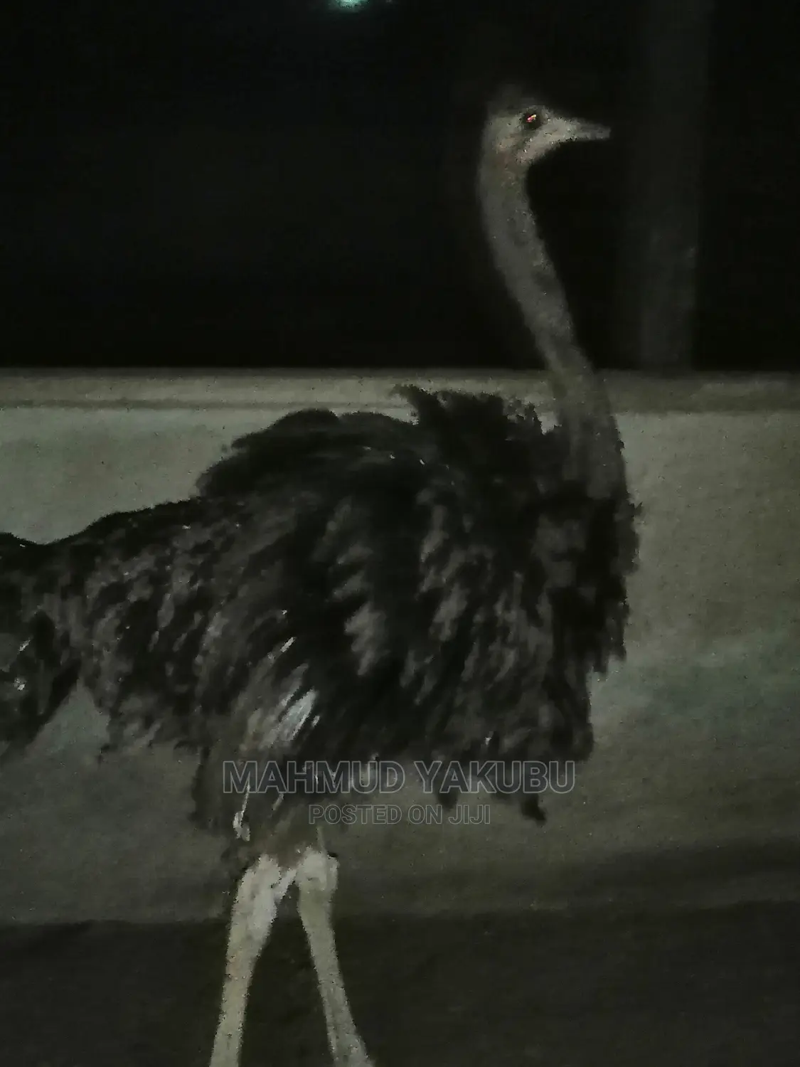 Dayold Imported Ostrichs for Sale