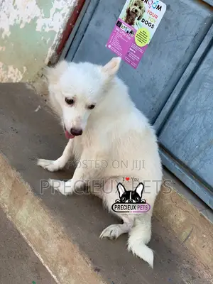 1+ year Female Purebred American Eskimo