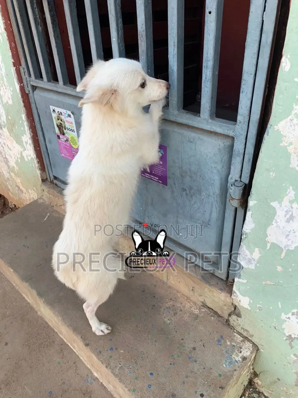 1+ year Female Purebred American Eskimo