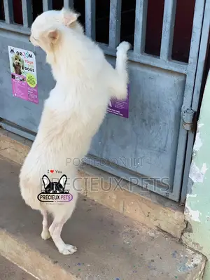 1+ year Female Purebred American Eskimo