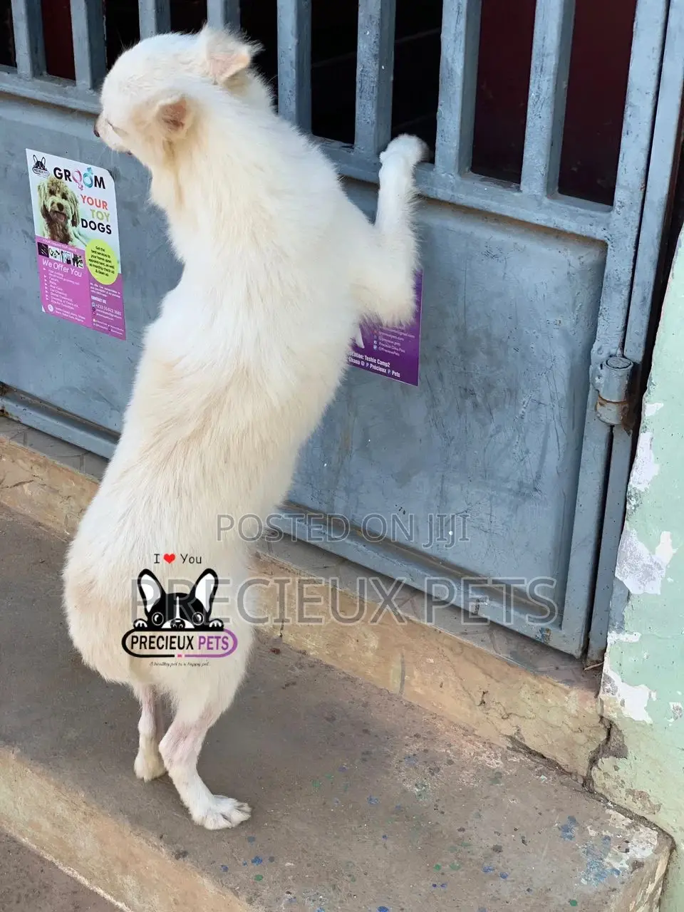 1+ year Female Purebred American Eskimo