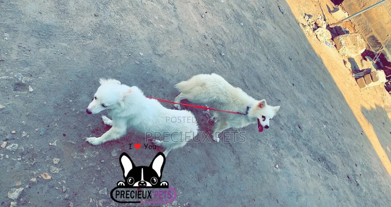 1+ year Female Purebred American Eskimo