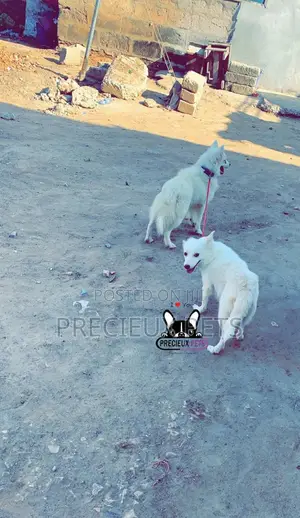 1+ year Female Purebred American Eskimo