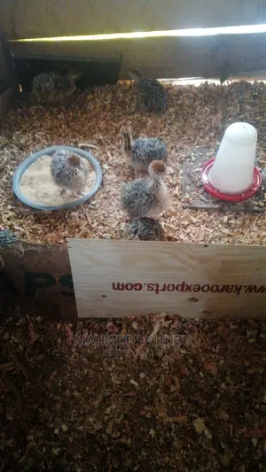 Imported Day Old Ostrichs Open for Bookings