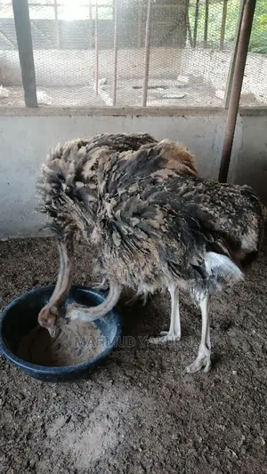Imported Day Old Ostrichs Open for Bookings