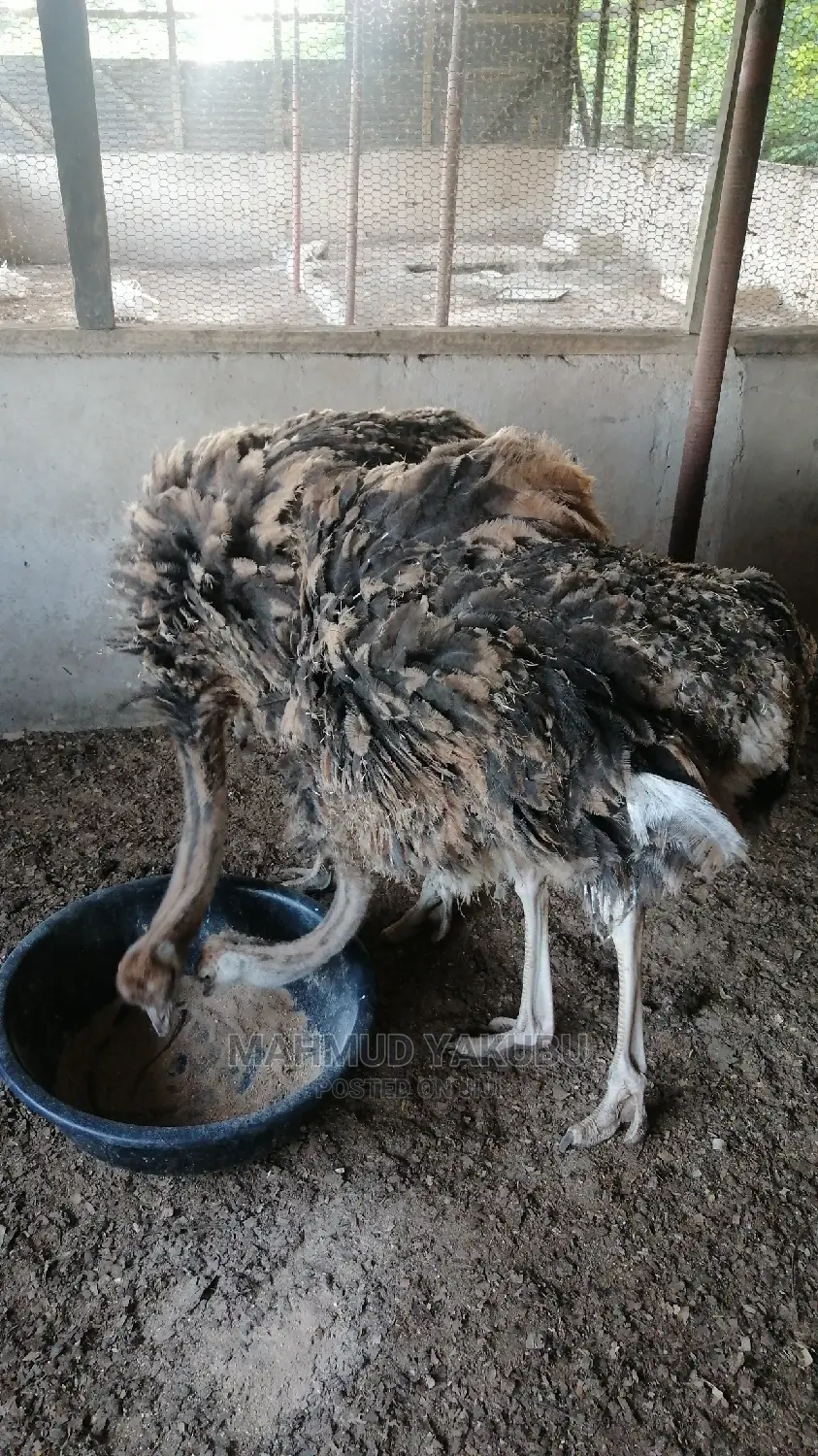 Imported Day Old Ostrichs Open for Bookings