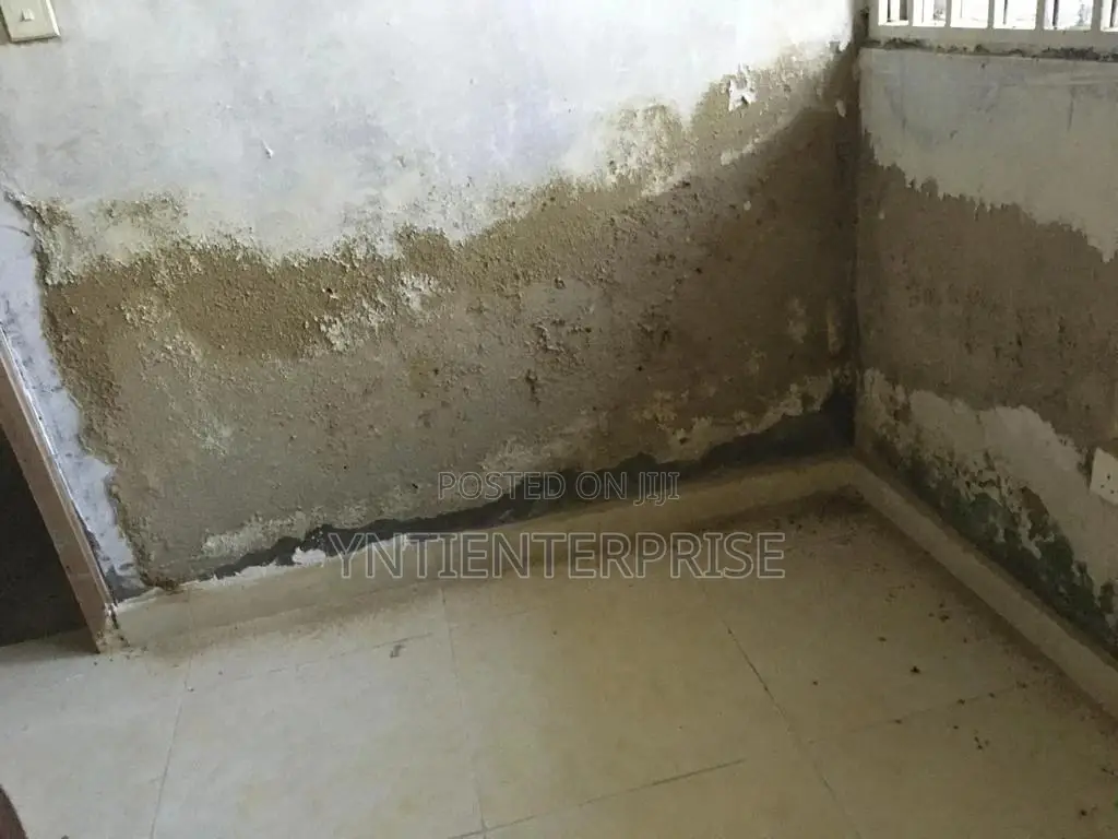 Expert in Damp Walls Repair