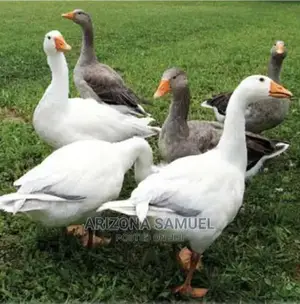 Photo - Geese (Embden,Chanise,Toulouse) for Sale