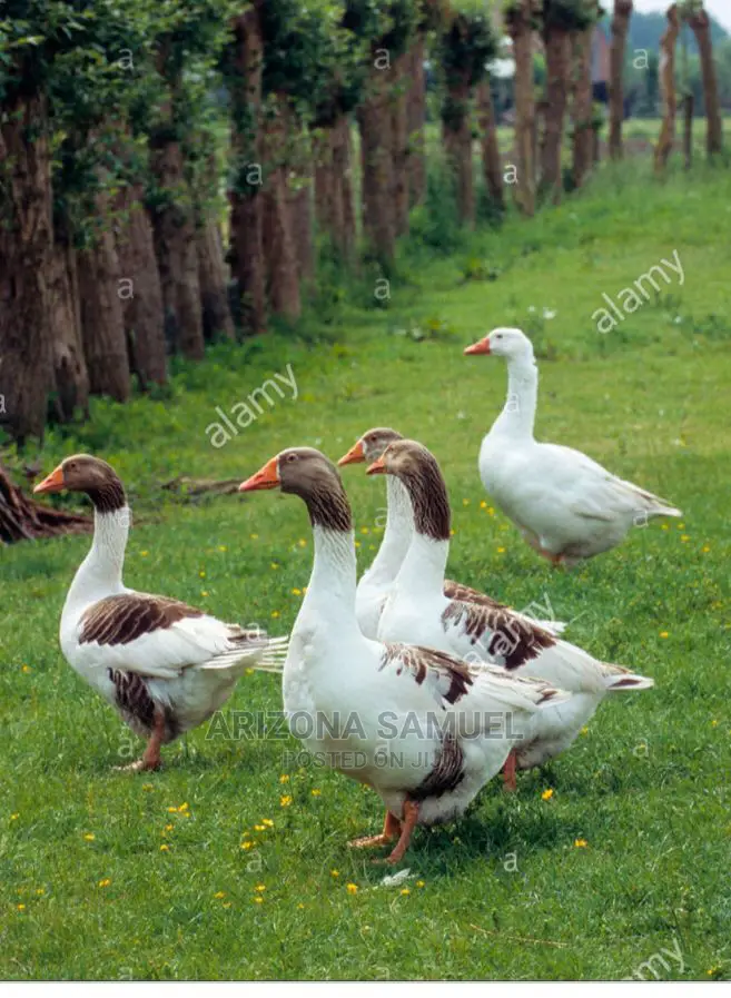 Geese (Embden,Chanise,Toulouse) for Sale
