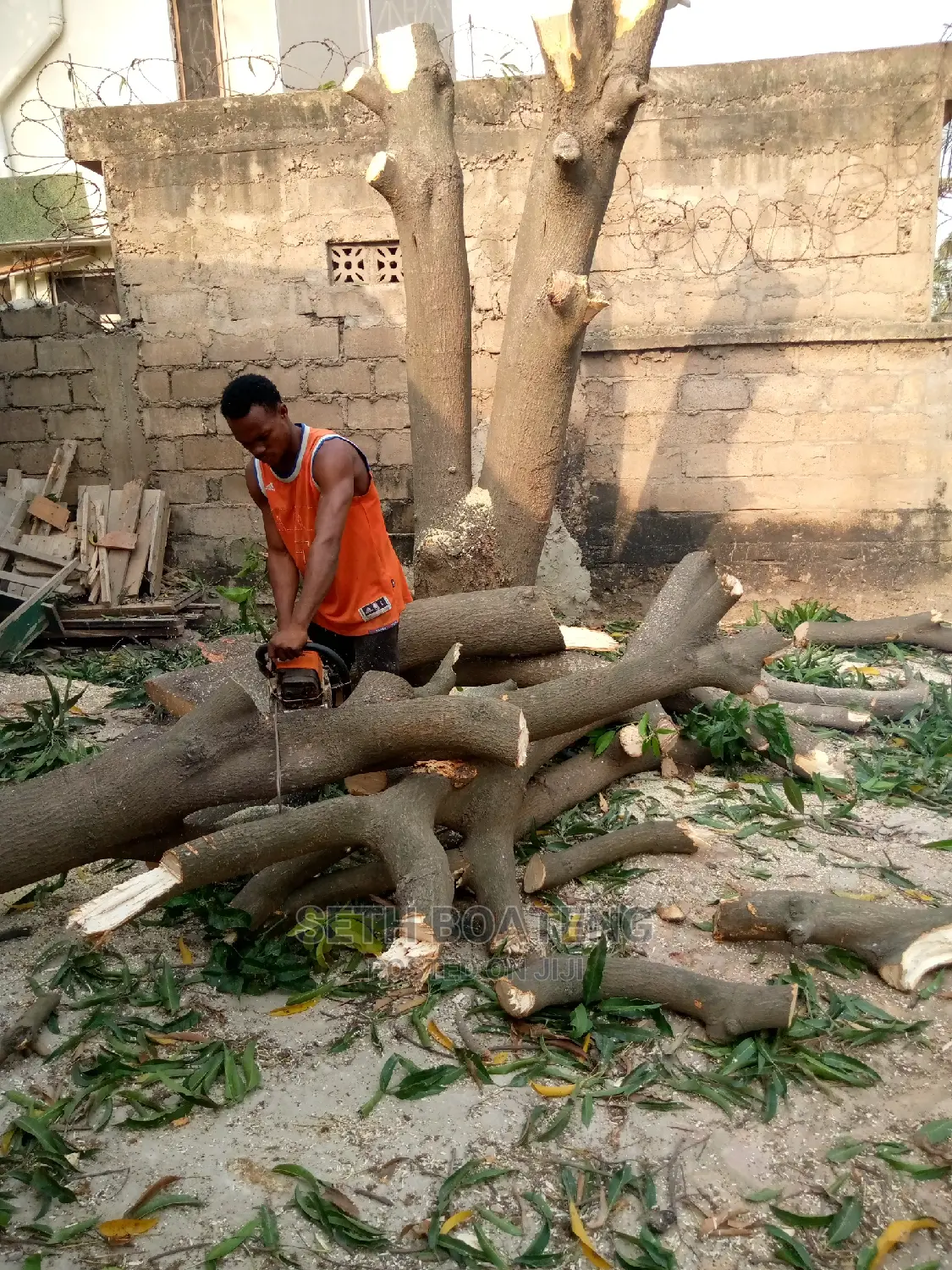 Tree Cutters