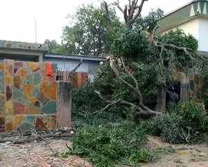 Tree Cutters