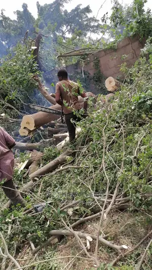 Tree Cutters (Chain Saw Operator)