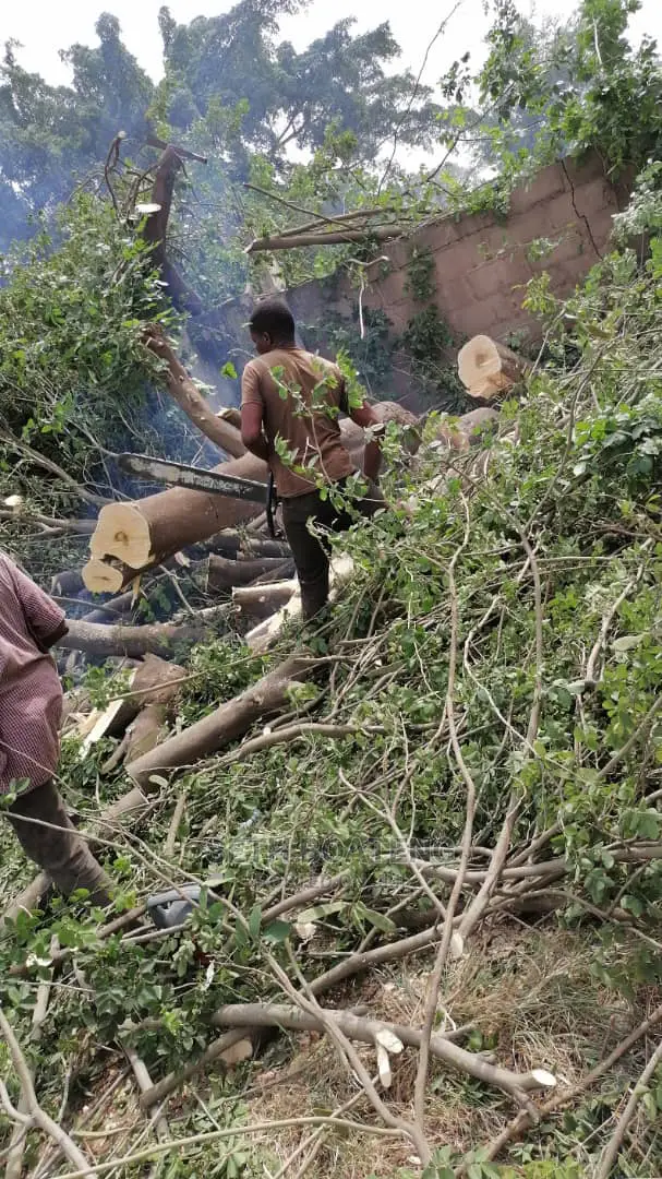 Tree Cutters (Chain Saw Operator)