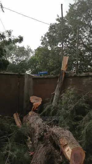 Tree Cutters (Chain Saw Operator)