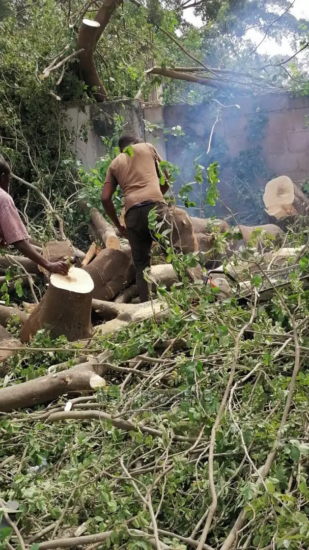 Tree Cutters (Chain Saw Operator)
