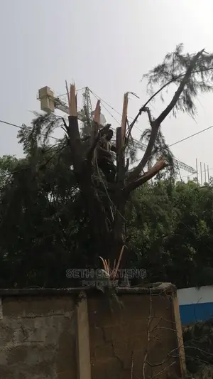 Tree Cutters (Chain Saw Operator)