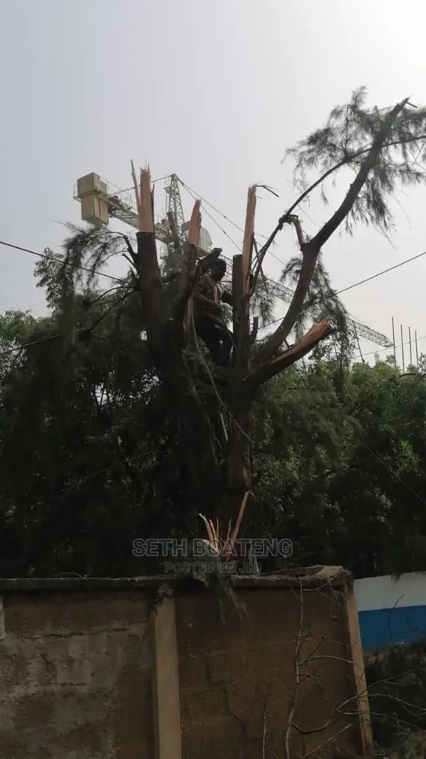 Tree Cutters (Chain Saw Operator)