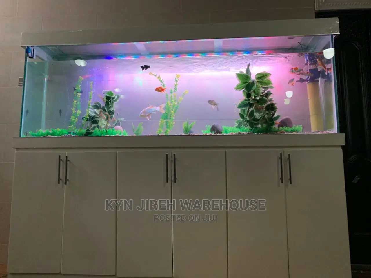 Aquarium Setup With Fishes