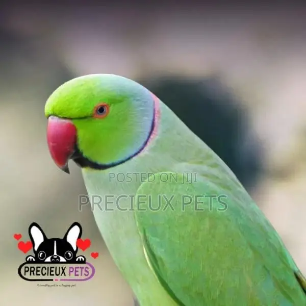 Ringneck Parrot