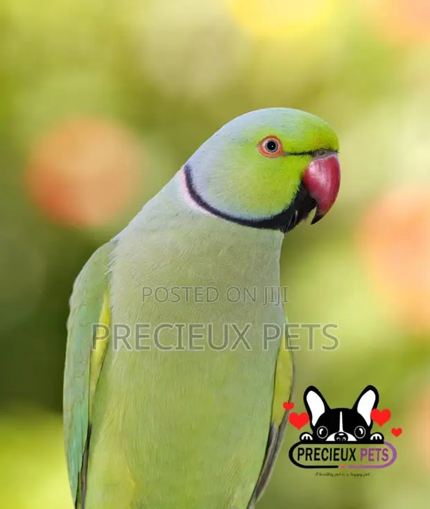 Ringneck Parrot in Teshie Birds, Precieux Pets